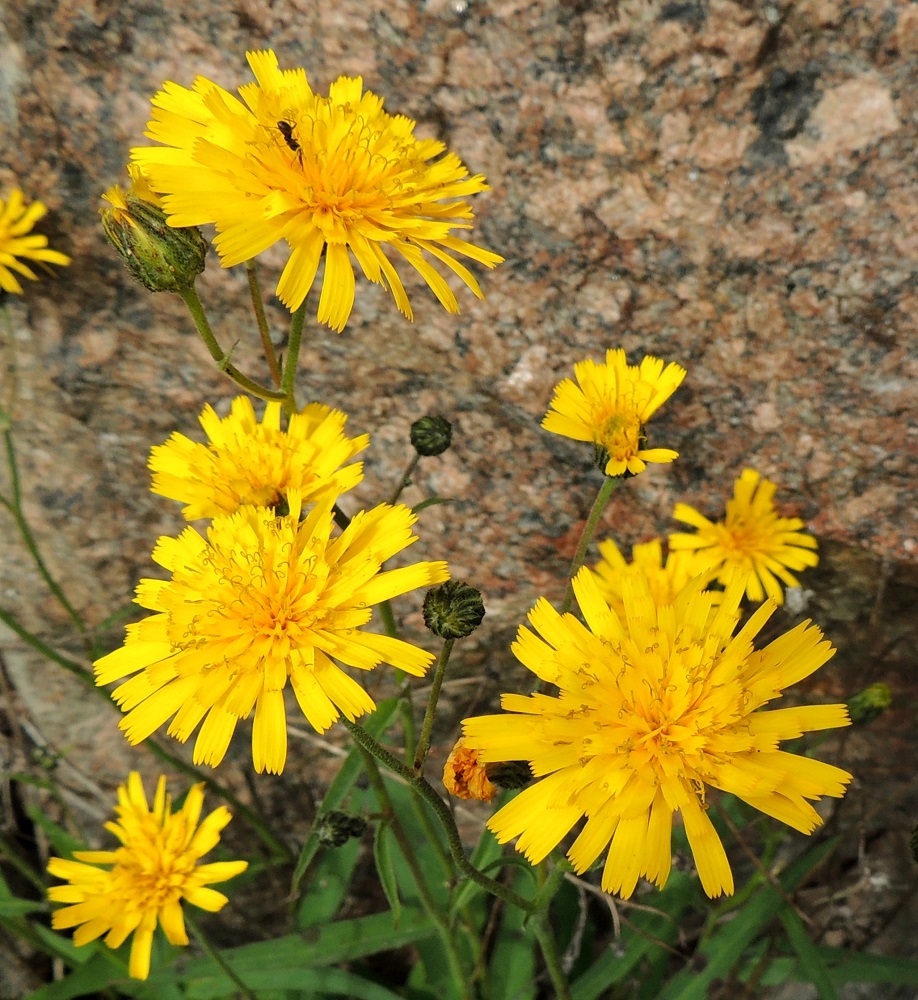 Hieracium sect. Oreadea - kalliokeltanoiden kukintomykerö on avoimimmillaan tavallisesti noin 30-40 mm leveä ja avoinna vain päivän valoisana aikana. Mykerössä on lopulta noin 70-120 kaksineuvoista, keltaista kielikukkaa. 13.6.2014. Copyright Hannu Kämäräinen.