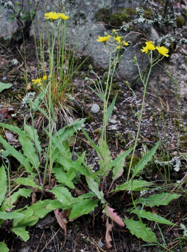 Hieracium sect. Vulgata - ahokeltanoilla esiintyy useammilla lajeilla sinipunaista sävyä varsien alaosissa, lehtiruodeissa ja lehdissäkin. U, Mäntsälä, Sääksjärvi, maantien 1471 varsi Mäkelänkujan tienhaaran luoteispuolella, tien laiteen sorarinne, 15.6.2008. Kuvassa on siniahokeltano, H. caesium. Määrityksen on tehnyt näytteestä Alexander Sennikov 2008. Copyright Hannu Kämäräinen.