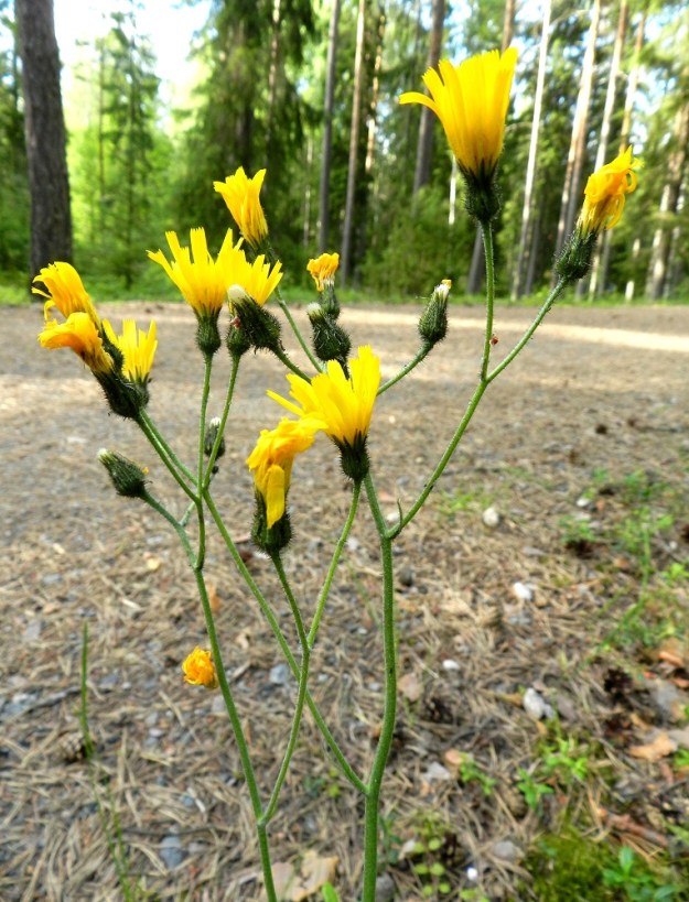 Hieracium sect. Hieracium - salokeltanoiden mykeröstö on varren ja haarojen latvassa harsuna ja usein vähämykeröisenä huiskilona. Varsinaiset kukinnot muodostuvat näistä kukkamaisista mykeröistä, jotka ovat peränsä kärjessä yksittäin. Mykeröperä on useimmiten noin 10-100 mm pitkä. Kuvassa oleva laji on mustasalokeltano, H. lateriflorum, joka on saanut suomalaisen nimensä mykerökehdon hyvin tummasta sävystä. Se syntyy tiheästä, mustasta nystykarvoituksesta. EH, Hämeenlinna, Loimalahti, rehevä kangasmetsä Tervaniemen ulkoilureitin varressa, Kolkanmäen ja Tervaniemen välillä, 4.7.2012. Copyright Hannu Kämäräinen.
