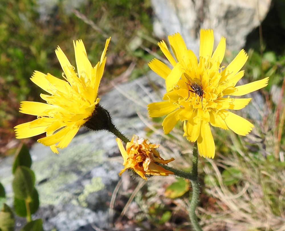 Hieracium sect. Subalpina - mustakeltanoiden kukintomykerö on avoimimmillaan tavallisesti noin 30-35 mm leveä ja avoinna vain päivän valoisana aikana. Mustakeltanoiden, kuten muidenkin suvun keltanoiden pähkylätuotanto kehittyy ilmeisesti kokonaan ilman ristipölytystä, apomiktisesti emokasvin klooneina. Kukat tuottavat kuitenkin siitepölyä, ehkäpä mettäkin. Siitepöly kelpaa ravinnoksi kimalaisten ja muiden pistiäisten lisäksi kärpäsillekin. EnL, Enontekiö, Kilpisjärvi, Saanan koillispuoli, Saanajärven luoteispäässä oleva harjannealue, järvestä nouseva alarinne, 695 m mpy, 18.7.2023. Copyright Hannu Kämäräinen.