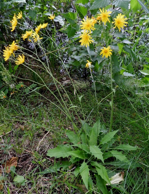 Hieracium sect. Vulgata - ahokeltanoiden eniten salokeltanoita muistuttava laji on kuvassa oleva kivikkoahokeltano, H. ravidum. Se on aho- ja salokeltanoiden lajiryhmien välimuoto, joka lähenee salokeltanoihin kuuluvaa mäyränsalokeltanoa, H. subcaesium. Ruusukelehtien tyvi on kuitenkin kiilamainen, kun se mäyränsalokeltanolla on herttamainen, tylppä tai enintään pyöreähkö. ES, Lappeenranta, Pappilanniemi, Pappilanlahden pohjukan veneranta Isännöitsijäntien varressa, rannan tervaleppien alus, 11.7.2012. Määrityksen on tehnyt näytteestä Alexander Sennikov 2013. Copyright Hannu Kämäräinen.