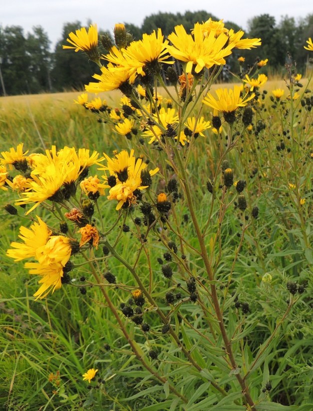 Hieracium umbellatum - sarjakeltanon mykeröstö on varren kärjessä ja ainakin ylemmissä lehtihangoissa aluksi sarjamaisesti, myöhemmin kerrannaisen sarjamaisesti tai huiskilomaisesti. Pienet yksilöt saattavat kuitenkin toisinaan olla vain yksimykeröisiä. EH, Pälkäne, Äimälä, Äimäläntien ojanpenkka Ruotsilan tilan luoteispuolisen peltoaukean kohdalla, 24.7.2013. Copyright Hannu Kämäräinen.