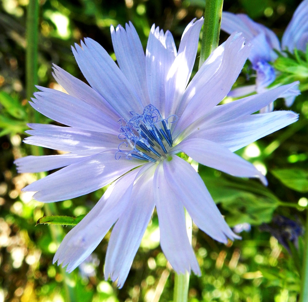 Cichorium intybus - (hyöty)sikurin kukintomykerö on täydessä kukassaan tavallisesti noin 40-50 mm leveä. Mykerössä on noin 15-25 kaksineuvoista kielikukkaa. EH, Hämeenlinna, Keinusaari, radan ja Vanajaveden rannan välissä kulkevan ulkoilureitin laita ja rantaan laskeva laitapenger Varikonniemen tyven kohdalla, 14.7.2011. Copyright Hannu Kämäräinen.