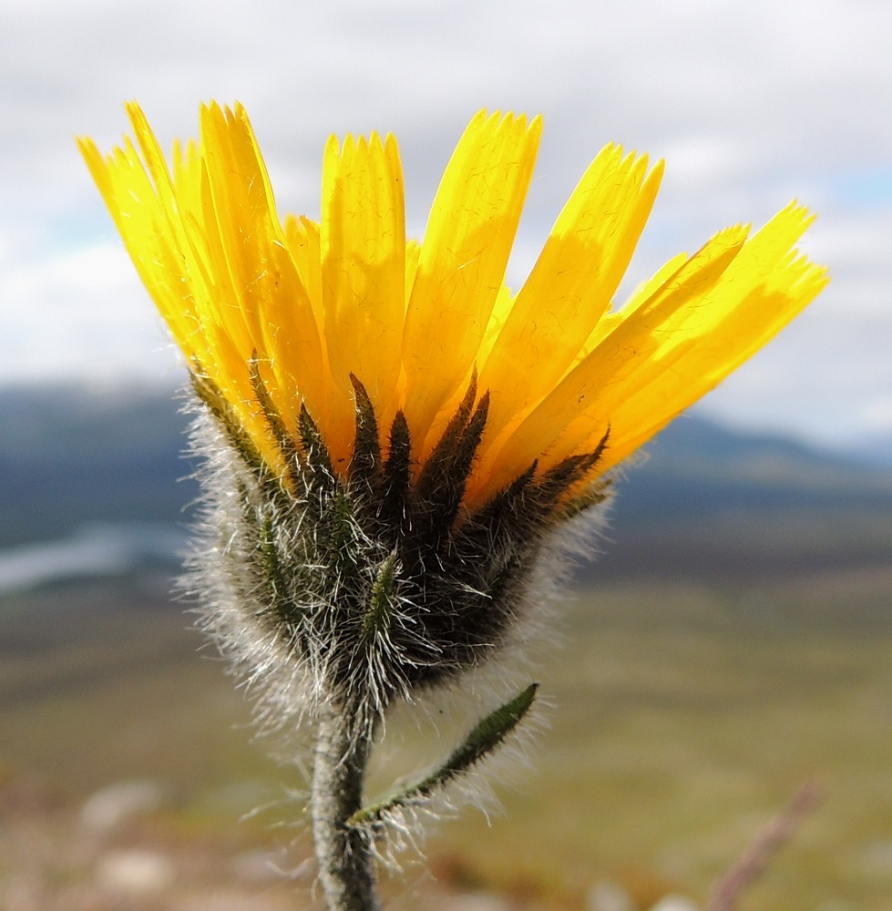 Hieracium alpinum - tunturikeltanon kielikukkien kieliosa on lyhyen hapsikarvainen, lopulta yleensä noin 7-15 mm pitkä ja noin 2-3 mm leveä. Kukkien mykeröpohjukseen kiinnittynyt ja piiloon jäävä tyviosa on noin 3-6 mm pitkä. Kehdossa kiinnittää ensimmäisenä huomiota sen noin 2-4 mm:n mittainen, vaalea hapsikarvoitus. Ylin varsilehti on toisinaan tukilehtimäisesti lähellä mykeröä. EnL, Enontekiö, Kilpisjärvi, Saanan pitkä ja loivahko luoteisrinne, tunturipaljakka laelle nousevan reitin varressa, 705 m mpy, 17.7.2013. Copyright Hannu Kämäräinen.