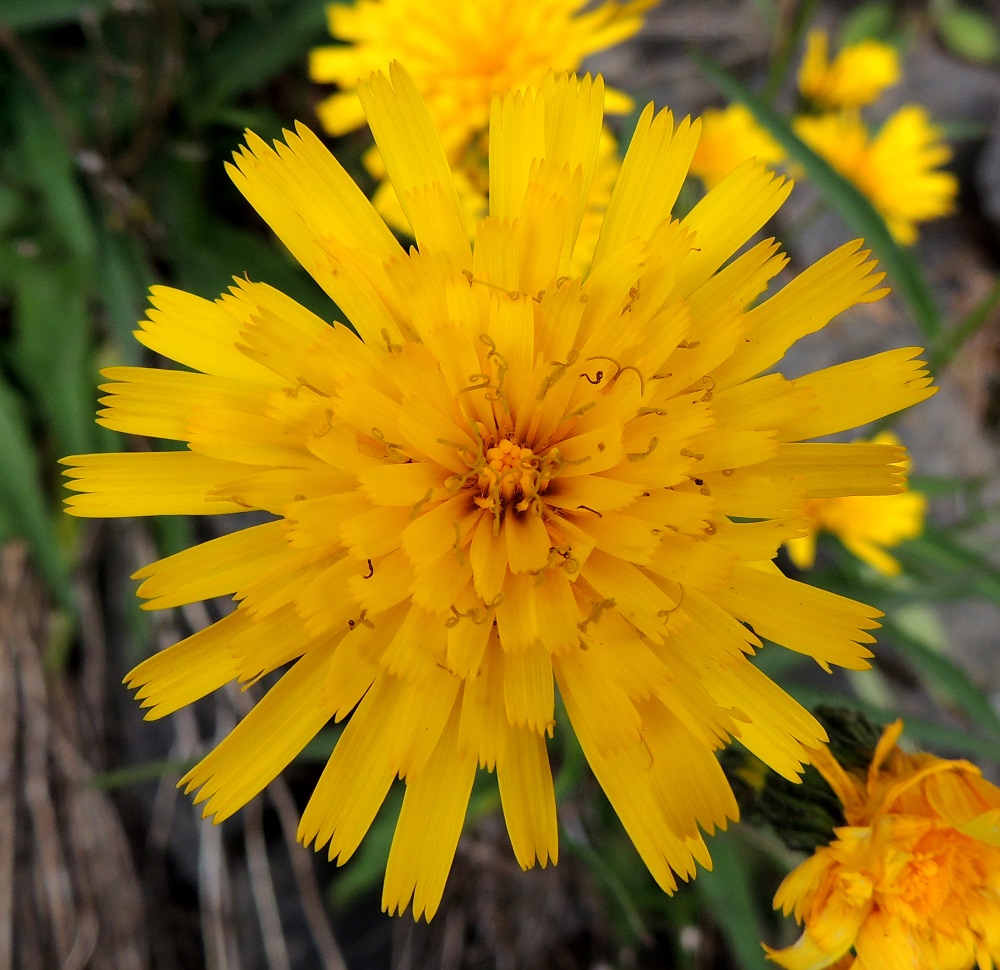 Hieracium sect. Oreadea - kalliokeltanoiden kielikukkien kieli on kapenevaa tyveä lukuun ottamatta lähes tasasoukka, kärjestään tylppä ja viisihampainen. Laitimmaiset kukat ovat pysyvästi sisempiä pitemmät. Kielikukkien kieliosa on lopulta yleensä noin 7-15 mm pitkä ja noin 2,5-3 mm leveä. Kukkien mykeröpohjukseen kiinnittynyt ja piiloon jäävä tyviosa on noin 3-4 mm pitkä. Kuvassa olevassa mykerössä on ainakin 100 kielikukkaa, joista keskimmäiset ovat vielä nuppuisia. 13.6.2014. Copyright Hannu Kämäräinen.