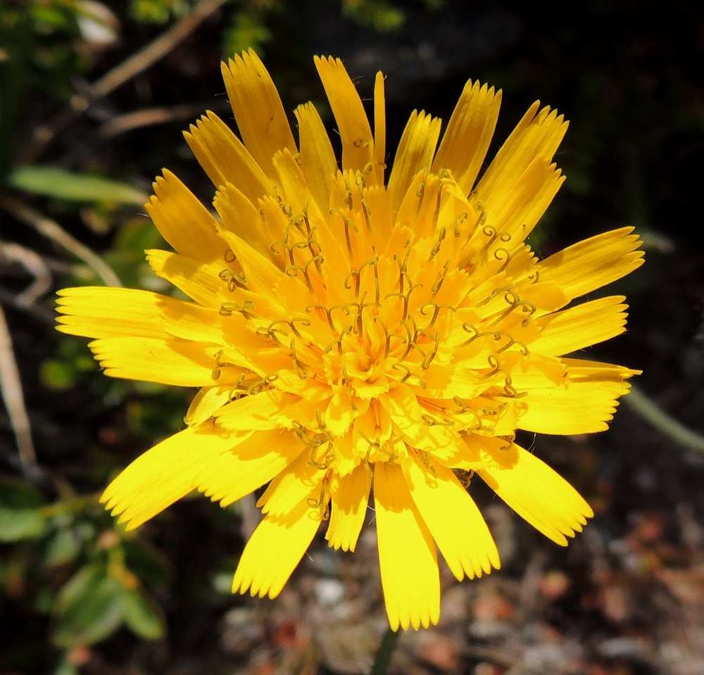 Hieracium sect. Subalpina - mustakeltanoiden mykeröissä on lopulta noin 60-100 kaksineuvoista, keltaista kielikukkaa, joiden kieli on kapenevaa tyveä lukuun ottamatta lähes tasasoukka, lyhyen hapsikarvainen, kärjestään tylppä ja viisihampainen (kuvan mykerössä kukkia näyttää olevan noin 85). Reunimmaiset kukat ovat pysyvästi sisempiä pitemmät. Kielikukkien kieliosa on lopulta yleensä noin 6-13 mm pitkä ja noin 2-2,5 mm leveä. EnL, Enontekiö, Kilpisjärvi, Saanan pitkä ja loivahko luoteisrinne, tunturipaljakka laelle nousevan reitin varrella, 705 m mpy, 17.7.2013. Copyright Hannu Kämäräinen.