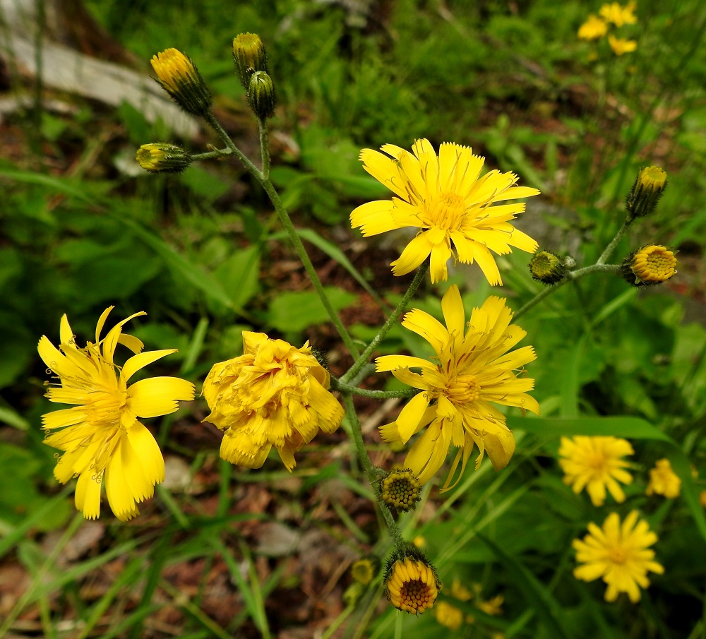 Hieracium sect. Hieracium - salokeltanoiden kukintomykerö on avoimimmillaan tavallisesti noin 20-30 mm leveä ja avoinna vain päivän valoisana aikana. Mykeröiden suojeleva sulkeutuminen ja itse kukintakin alkavat keltanoilla olla turhia jäänteitä kaukaisesta kehityshistoriasta, koska pähkylät kasvavat ja kehittyvät ilman pölytyksen vaikutusta. Siitepölyn tuotanto onkin jo selvästi heikentynyt. EH, Hämeenlinna, Loimalahti, Hirsimäki, Vuokontien ja Kämmekäntien välinen metsäkaista, 25.6.2017. Kuvassa on korpinsalokeltano, H. distractum. Määrityksen on tehnyt näytteestä Alexander Sennikov 2025. Copyright Hannu Kämäräinen.