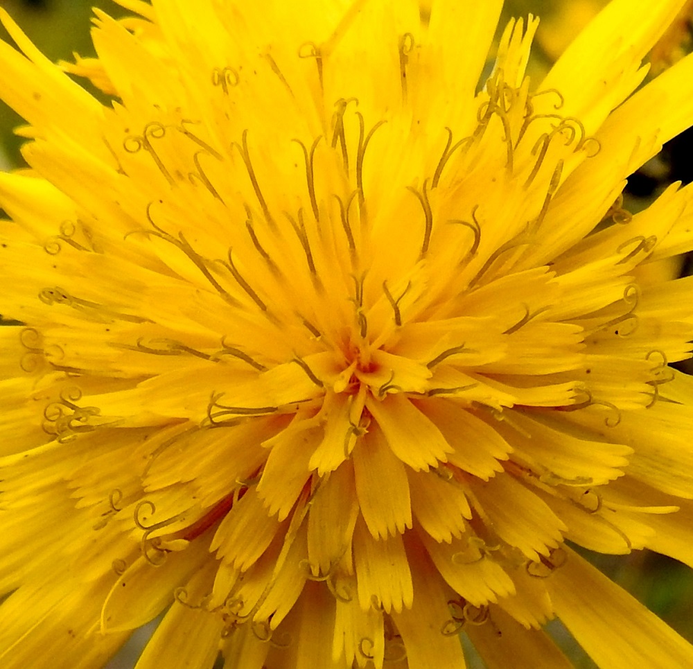 Hieracium sect. Tridentata - tankikeltanoiden kukissa on viisi hedettä. Niiden keltaiset ja kapean tasasoukat ponnet ovat lieriömäisen yhdiskasvuisesti emin vartalon ympärillä. Emiö on yksivartaloinen ja tummahkolta luotiltaan kaksiliuskainen. Vartalo luotteineen ja ponsilieriöineen on hyvin näkyvillä teriön kielen yläpuolella. A, Sund, Bomarsund, Notviksbasenin kallioniemi, Notvikstornet, tykkitorniraunion ympäristö, 13.7.2017. Copyright Hannu Kämäräinen.