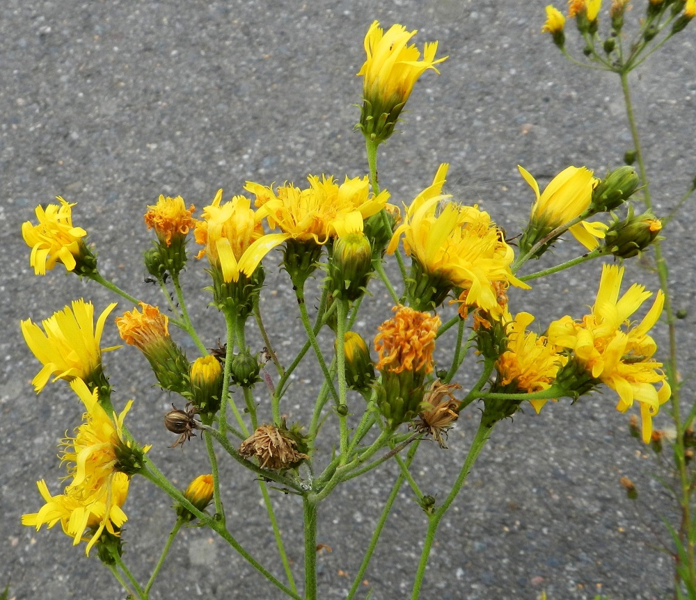 Hieracium umbellatum - sarjakeltanon varsinaiset kukinnot muodostuvat kukkamaisista mykeröistä, jotka ovat peränsä kärjessä yksittäin. Mykeröperä on kaljuhko tai kuten kuvassa, tiheästikin tähtikarvainen ja useimmiten noin 20-50 mm pitkä. EH, Hämeenlinna, Pullerinmäki, Mäkelän teollisuusalue, Pietiläntien laide, 26.7.2011. Copyright Hannu Kämäräinen.