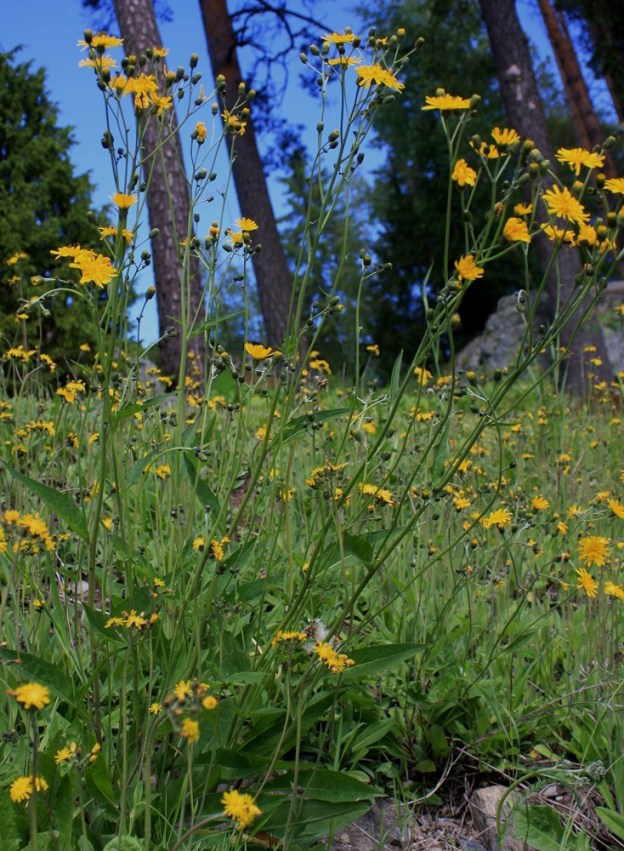 Hieracium sect. Vulgata - ahokeltanoiden yksi tyypillisimpiä edustajia on kuvassa oleva piennarahokeltano, H. vulgatum. Se on yleensä salokeltanoita korkeampi, eikä ruusukelehtien muodossa ja varsilehtien lukuisuudessa ole enää mitään salokeltanoita muistuttavaa. EH, Akaa, Toijala, Tyrisevä, maantien 303 varsi Hinkantien risteyksen länsipuolella, maantieojasta nouseva avoin rinne, 21.6.2009. Määrityksen on tehnyt näytteestä Alexander Sennikov 2011. Copyright Hannu Kämäräinen.
