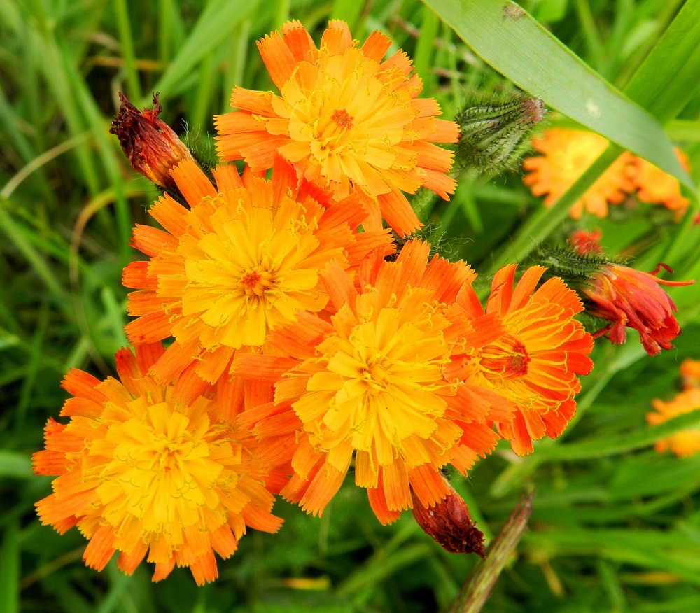 Pilosella aurantiaca - oranssivoikeltanon kukintomykerö on tavallisesti noin 15-22 mm leveä ja avoinna vain päivän valoisana aikana. Mykerössä on lopulta noin 65-100 kaksineuvoista kielikukkaa. EH, Hämeenlinna, Sairio, Sairionranta, radanvarsiketo Vanajaveden rannassa, ulkoilureitin varressa, 30.6.2012. Copyright Hannu Kämäräinen.