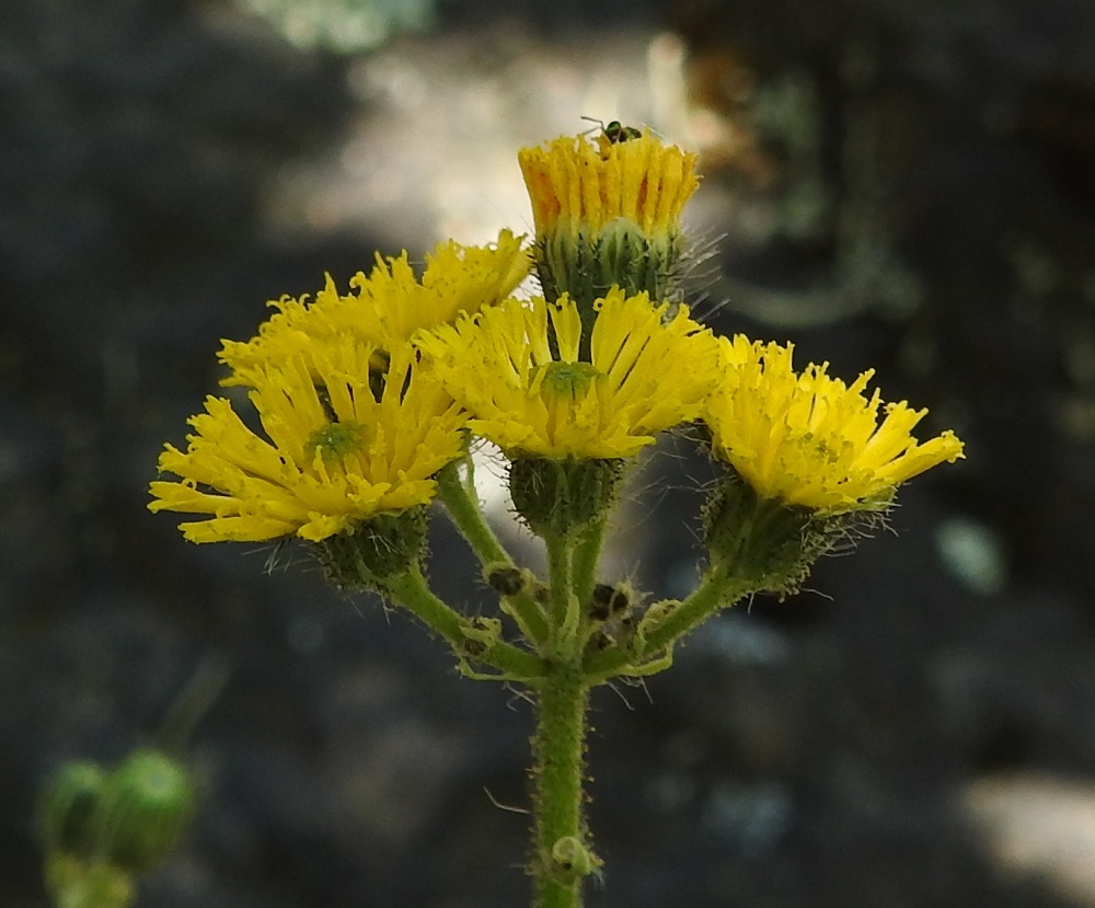 Pilosella Cauligera -ryhmä - hiirenvoikeltanoiden kukintokokonaisuus on varren latvassa aluksi usein yksinkertaisen huiskilomaisesti tai sarjamaisesti. Kukinnan alkuvaiheessa mykeröstö on tavallisesti tiivis. Mykeröt ovat peränsä kärjessä yksittäin. EH, Kouvola, Kuusankoski, Voikkaa, Sikomäki, Voikkaantien varressa oleva Lapinmäen kallioinen mäkialue, lounaislaita, 9.6.2018. Copyright Hannu Kämäräinen.