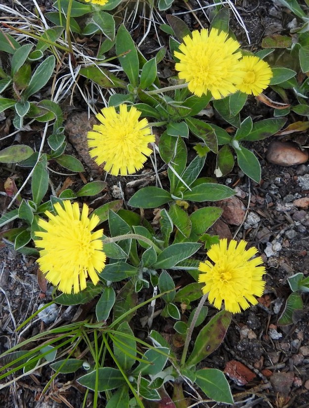 Pilosella Pilosellina -ryhmän - huopavoikeltanoiden toisen lajin, mäkivoikeltanon, P. peleteriana, helpoiten nähtävä ero lajipariinsa, huopavoikeltanoon, löytyy kasvin tyveltä rönsyistä. Toisin kuin huopavoikeltanolla, mäkivoikeltanon rönsyt ovat vain noin 1-5 cm pitkät. Lisäksi rönsylehdet ovat vanan tyvellä olevien lehtien kokoiset eivätkä pienene rönsyn kärkeä kohti. A, Sund, Bomarsund, Sundsvägenin eteläpuolella olevan linnoitusraunioalueen uloimman vallin laitarinne, 12.6.2024. Copyright Hannu Kämäräinen.