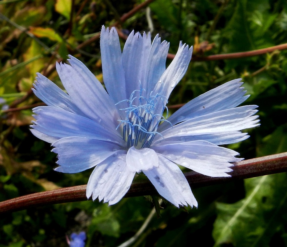 Cichorium intybus - (hyöty)sikurin kielikukkien kieliosa on lähes tasasoukka tai kapean vastapuikea, kärjestään tylppä ja viisihampainen. Kukkien kieli on yleensä noin 15-20 mm pitkä ja noin 3-6 mm leveä. Niiden mykeröpohjukseen kiinnittynyt ja piiloon jäävä tyviosa on noin 4-5 mm pitkä. Heteitä on viisi. Niiden siniset ja kapean tasasoukat ponnet ovat lieriömäisen yhdiskasvuisesti emin vartalon ympärillä. Emiö on yksivartaloinen ja luotiltaan kaksiliuskainen. Vartalo vaaleansinisine luotteineen ja ponsilieriöineen nousee näkyville teriön kielen yläpuolelle. EH, Hämeenlinna, Keinusaari, radan ja Vanajaveden rannan välissä kulkevan ulkoilureitin laita ja rantaan laskeva laitapenger Varikonniemen tyven kohdalla, 20.7.2012. Copyright Hannu Kämäräinen.