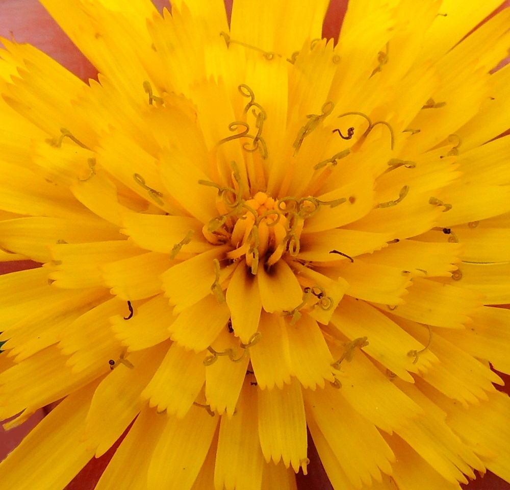 Hieracium sect. Oreadea - kalliokeltanoiden kielikukissa on viisi hedettä. Niiden keltaiset ja kapean tasasoukat ponnet ovat lieriömäisen yhdiskasvuisesti emin vartalon ympärillä. Emiö on yksivartaloinen ja keltaiselta tai tummahkolta luotiltaan kaksiliuskainen. Kuvasarjan esittämällä tummakalliokeltanolla vartalo ja kaksihaarainen luotti ovat tummat, mihin myös suomalaisen nimen lajimääre viittaa. Vartalo luotteineen ja ponsilieriöineen nousee näkyville teriön kielen yläpuolelle. 13.6.2014. Copyright Hannu Kämäräinen.