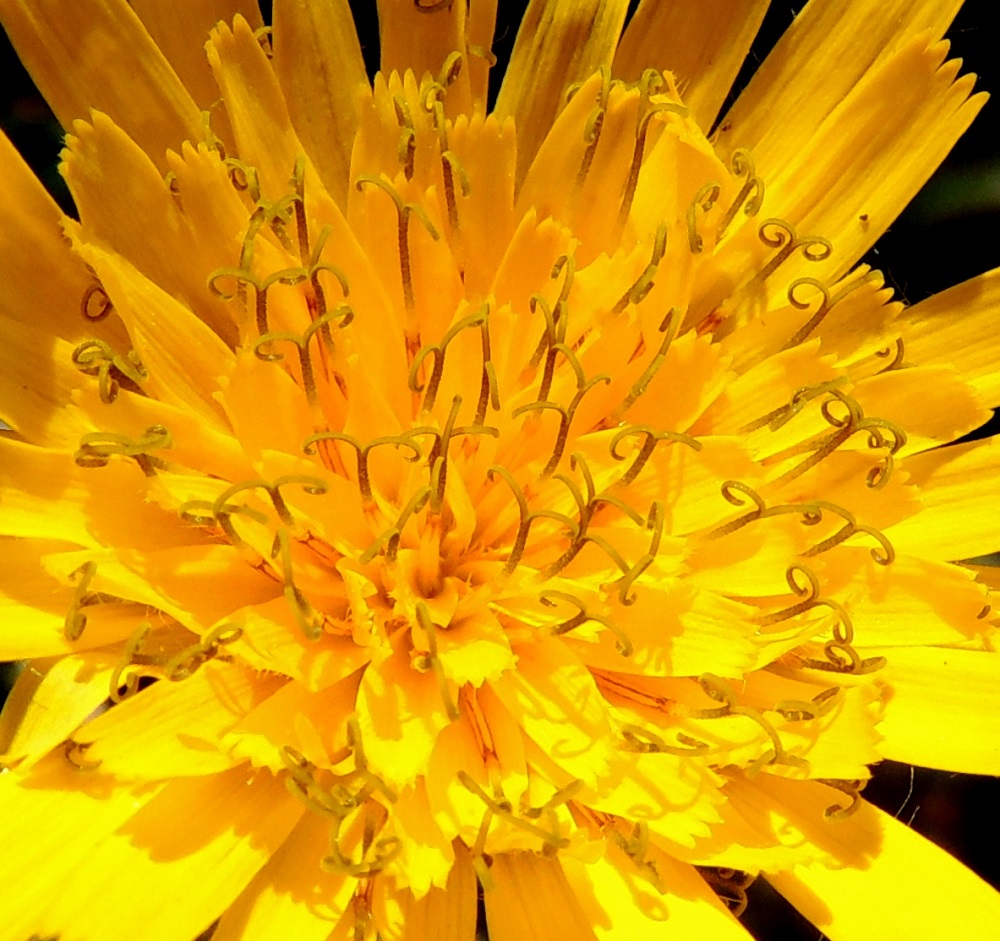 Hieracium sect. Subalpina - mustakeltanoiden kielikukissa on viisi hedettä, joiden keltaiset ja kapean tasasoukat ponnet ovat lieriömäisen yhdiskasvuisesti emin vartalon ympärillä. Emiö on yksivartaloinen ja tummalta luotiltaan kaksiliuskainen. Vartalo luotteineen ja ponsilieriöineen nousee näkyville teriön kielen yläpuolelle. EnL, Enontekiö, Kilpisjärvi, Saanan pitkä ja loivahko luoteisrinne, tunturipaljakka laelle nousevan reitin varrella, 705 m mpy, 17.7.2013. Copyright Hannu Kämäräinen.