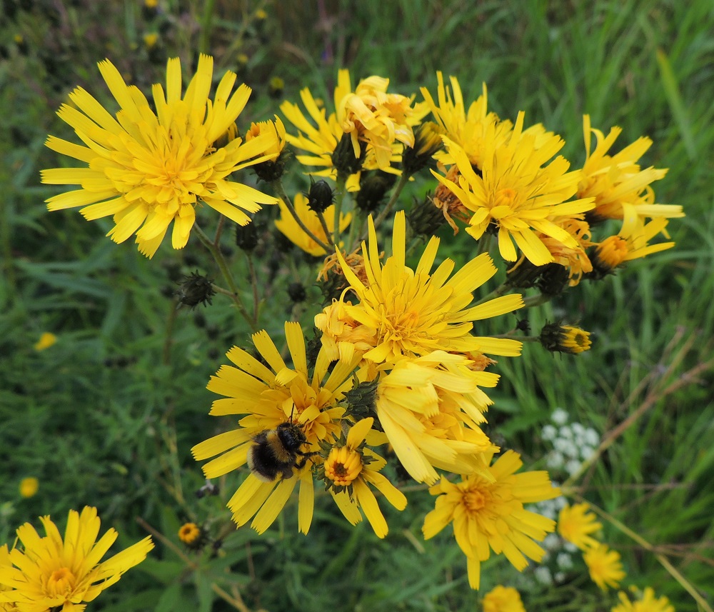 Hieracium umbellatum - sarjakeltanon kukintomykerö on avoimimmillaan tavallisesti noin 20-30 mm leveä ja avoinna vain päivän valoisana aikana. Mykerössä on lopulta noin 60-100 kaksineuvoista ja keltaista kielikukkaa. Pähkylätuotannosta suuri osa syntyy apomiktisesti eli ilman ristipölytystä emokasvista kloonautuen. Mykeröissä pyörii silti runsaasti mm. kimalaisia ja muita pistiäisiä mettä ja siitepölyä etsien. Niiden työ ei ole turhaa saaliin eikä kokonaan ristipölytyksenkään suhteen, sillä sarjakeltanolla on myös suvullista lisääntymistä. EH, Pälkäne, Äimälä, Äimäläntien ojanpenkka Ruotsilan tilan luoteispuolisen peltoaukean kohdalla, 24.7.2013. Copyright Hannu Kämäräinen.