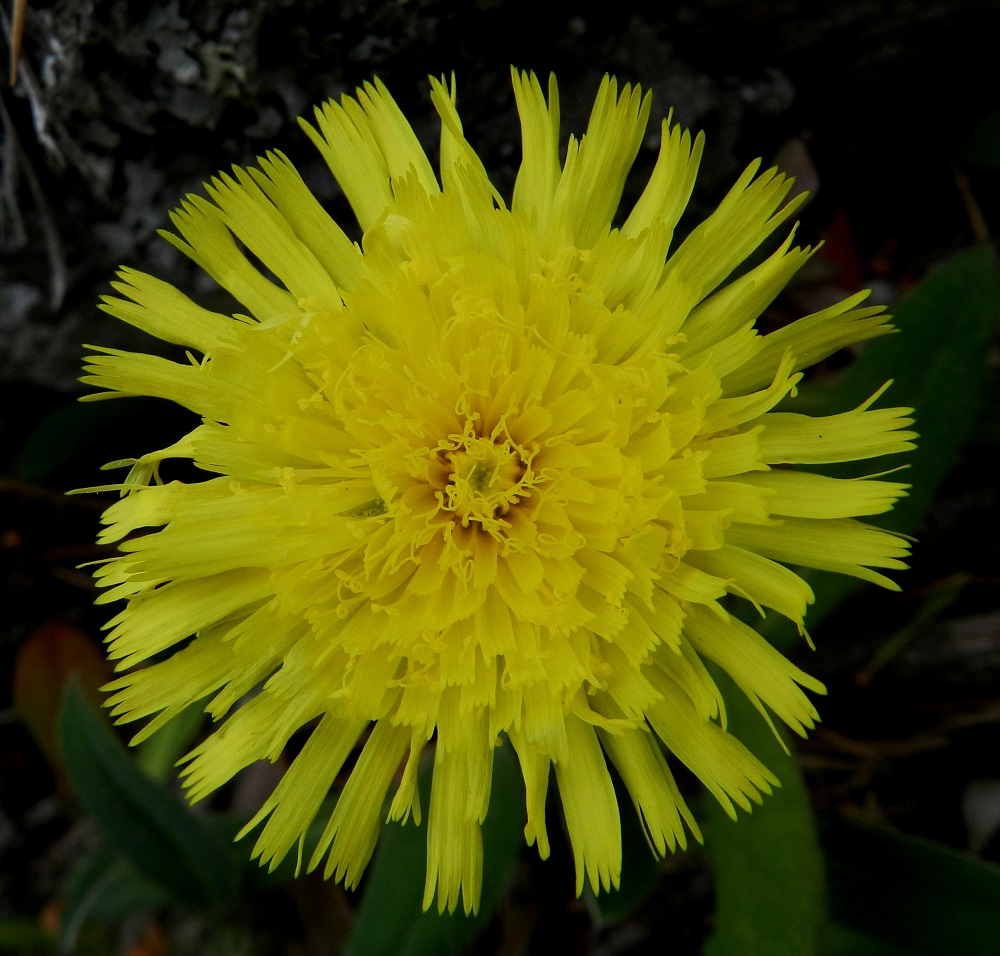 Pilosella Pilosellina -ryhmän - huopavoikeltanoiden kukintomykerö on tavallisesti noin 15-25 mm leveä, ja siinä on lopulta noin 120-160 kaksineuvoista ja keltaista tai vaaleankeltaista kielikukkaa. Niiden kieli on lähes tasasoukka, täysikasvuisena yleensä noin 6-8 mm pitkä ja noin 1,5-2,5 mm leveä. Kukkien mykeröpohjukseen kiinnittynyt ja piiloon jäävä tyviosa on noin 3-4 mm pitkä. Kuvassa on huopavoikeltanon, P. officinarum, mykerö, jossa on hieman yli 150 kielikukkaa. EH, Hämeenlinna, Luhtiala, Aulangonjärven koillisenpuoleinen rantakalliojyrkänne, Levonkallio, 23.6.2012. Copyright Hannu Kämäräinen.