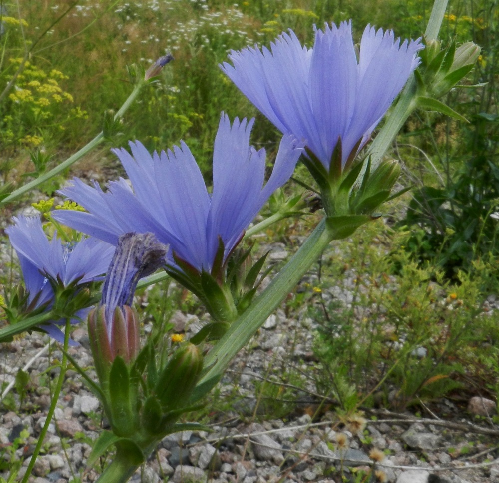 Cichorium intybus - (hyöty)sikurin monikukkaisen mykerön uloimman kerroksen muodostavat pienet, kapeat ylälehdet eli kehtosuomut, jotka ympäröivät yleensä kahtena lomittaisena rivinä varsinaista kukintoa. EH, Hämeenlinna, Keinusaari, ratapihan ylittävän Viipurintien sillan penger rata-alueen länsipuolella, 21.7.2012. Copyright Hannu Kämäräinen.