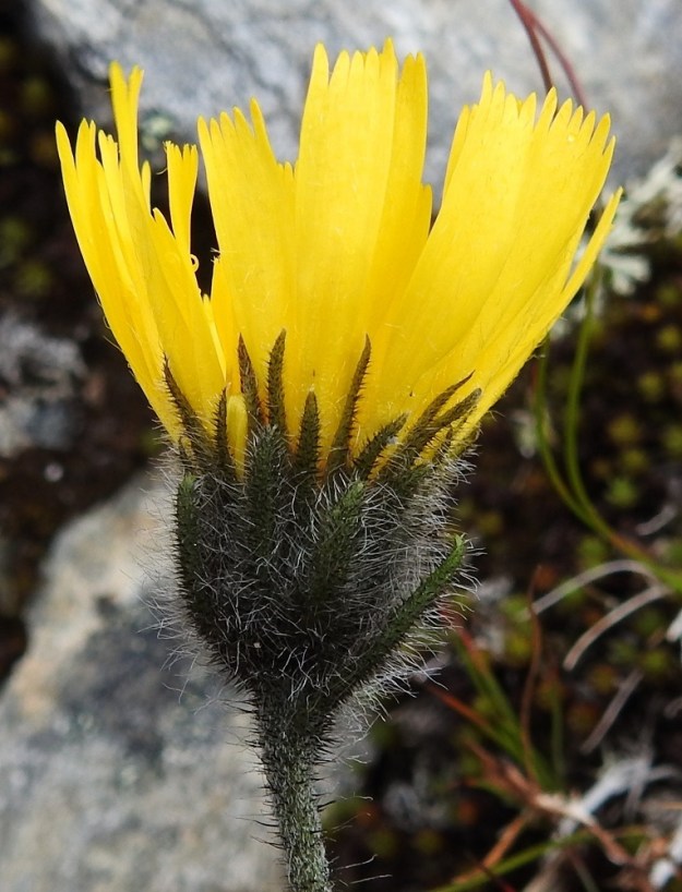 Hieracium alpinum - tunturikeltanon kehtosuomut ovat lähinnä suikeat tai kapean kolmiomaiset ja tummahkonvihreät tai mustanvihreät. Uloimmat kehtosuomut ovat usein tylpähköt ja sisimmät kapean teräväkärkiset. Kaikki suomut ovat hapsikarvoituksen lisäksi tiheästi vaalea- tai keltanystyiset (nystyt eivät näy kuvassa). Kehtosuomut ovat tavallisesti noin 7-15 mm pitkät ja leveimmältä kohtaa noin 1-2 mm leveät. Kuvan yksilön ylin varsilehti on niin mykerön tyvellä, että se jo muotonsakin perusteella näyttää mykerön ulkosuomulta. EnL, Enontekiö, Kilpisjärvi, Saanan pitkä ja loivahko luoteisrinne, keskiosa, rinteen poikki kulkeva, matalahko kalliotöyräs, 680 m mpy, 18.7.2023. Copyright Hannu Kämäräinen.