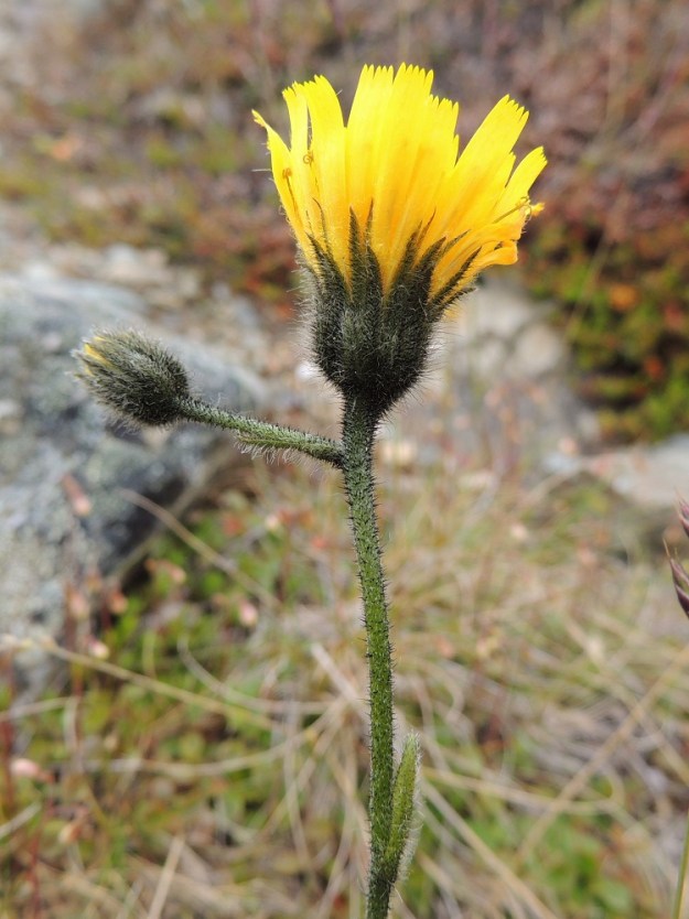 Hieracium sect. Subalpina - mustakeltanoiden kukintomykerön uloimman kerroksen muodostavat pienet, kapeat ylälehdet eli kehtosuomut, jotka ympäröivät useana tiiviinä, lomittaisena ja erimittaisena rivinä eli kehtona varsinaista kukintoa. Ylemmät varsilehdet, silloin kun niitä on, ovat lähes tai aivan ruodittomat, suikeat tai tasasoukat ja pienihampaiset tai ehytlaitaiset sekä useimmiten noin 1-4 cm pitkät ja noin 0,1-0,7 cm leveät. EnL, Enontekiö, Kilpisjärvi, Saanan pitkä ja loivahko luoteisrinne, tunturipaljakka laelle nousevan reitin länsipuolella, 700 m mpy, 17.7.2013. Copyright Hannu Kämäräinen.