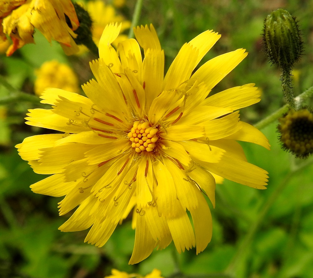 Hieracium sect. Hieracium - salokeltanoiden kielikukkien kieliosa on lopulta yleensä noin 6-11 mm pitkä ja noin 2-3 mm leveä. Kukkien mykeröpohjukseen kiinnittynyt ja piiloon jäävä tyviosa on noin 2,5-3,5 mm pitkä. Kukissa on viisi hedettä. Niiden keltaiset tai kuvan yksilön tavoin hyvin tummankeltaiset ja kapean tasasoukat ponnet ovat lieriömäisen yhdiskasvuisesti emin vartalon ympärillä. Emiö on yksivartaloinen ja keltaiselta tai tummalta luotiltaan kaksiliuskainen. Vartalo luotteineen ja ponsilieriöineen nousee näkyville teriön kielen yläpuolelle. Kuvassa olevassa mykerössä on reilut 70 kielikukkaa, joista keskimmäiset ovat vielä nuppuisia. EH, Hämeenlinna, Loimalahti, Hirsimäki, Vuokontien ja Kämmekäntien välinen metsäkaista, 25.6.2017. Kuvassa on korpinsalokeltano, H. distractum. Määrityksen on tehnyt näytteestä Alexander Sennikov 2025. Copyright Hannu Kämäräinen.