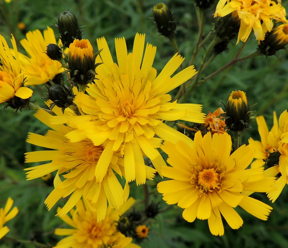 Hieracium umbellatum - sarjakeltanon kielikukkien kieli on kapenevaa tyveä lukuun ottamatta lähes tasasoukka, kärjestään tylppä ja viisihampainen. Laitimmaiset kukat ovat pysyvästi sisempiä pitemmät. Kielikukkien kieliosa on lopulta yleensä noin 7-13 mm pitkä ja noin 2-3 mm leveä. Kukkien mykeröpohjukseen kiinnittynyt ja piiloon jäävä tyviosa on noin 3-5 mm pitkä. Kukassa on viisi hedettä. Niiden keltaiset ja kapean tasasoukat ponnet ovat lieriömäisen yhdiskasvuisesti emin vartalon ympärillä. Emiö on yksivartaloinen ja tummahkolta luotiltaan kaksiliuskainen. EH, Pälkäne, Äimälä, Äimäläntien ojanpenkka Ruotsilan tilan luoteispuolisen peltoaukean kohdalla, 24.7.2013. Copyright Hannu Kämäräinen.