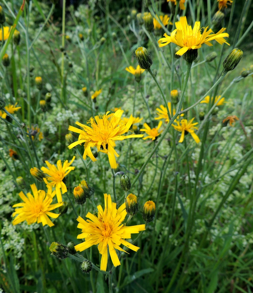 Hieracium sect. Vulgata - ahokeltanoiden mykeröstö on varren ja haarojen latvassa harsuna ja usein vähämykeröisenä huiskilona. Varsinaiset kukinnot muodostuvat näistä kukkamaisista mykeröistä, jotka ovat peränsä kärjessä yksittäin. Mykeröperä on useimmiten noin 10-80 mm pitkä. ES, Imatra, Vuoksenniska, Kaukopää, Kolmen ristin kirkon kohdalla, Ruokolahdentien varressa oleva niittymäinen kenttäalue, 9.7.2015. Kuvassa on piennarahokeltano, H. vulgatum. Määrityksen on tehnyt näytteestä Alexander Sennikov 2015. Copyright Hannu Kämäräinen.