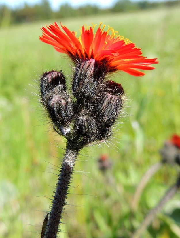 Pilosella aurantiaca - oranssivoikeltanon varsissa on tiheähkösti noin 2-5 mm pitkiä hapsikarvoja. Lisäksi erityisesti latvassa on tiheästi mustia nystykarvoja ja myös tähtikarvoitusta. Kuvan avoin mykerö on noin 20 mm leveä. Rusovoikeltanolla, P. xblyttiana, avoimet mykeröt ovat yleensä enintään noin 15 mm leveät. A, Vårdö, Sandö, Björkäng, Sandövägen-maantien laide, 10.6.2014. Copyright Hannu Kämäräinen.