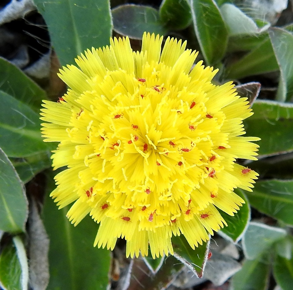 Pilosella Pilosellina -ryhmän - huopavoikeltanoiden kielikukkien kärki on tylppä ja muiden sikurikasvien alaheimon lajien tavoin viisihampainen. Kussakin kielikukassa on viisi hedettä, joiden keltaiset ja kapean tasasoukat ponnet ovat lieriömäisen yhdiskasvuisesti emin vartalon ympärillä. Emiö on yksivartaloinen, keltainen ja luotiltaan kaksiliuskainen. Kuvassa on mäkivoikeltanon, P. peleteriana, mykerö, jossa punaisten kirvojen lisäksi on noin 120 kielikukkaa. A, Sund, Bomarsund, Sundsvägenin eteläpuolella olevan linnoitusraunioalueen uloimman vallin laitarinne, 12.6.2024. Copyright Hannu Kämäräinen.