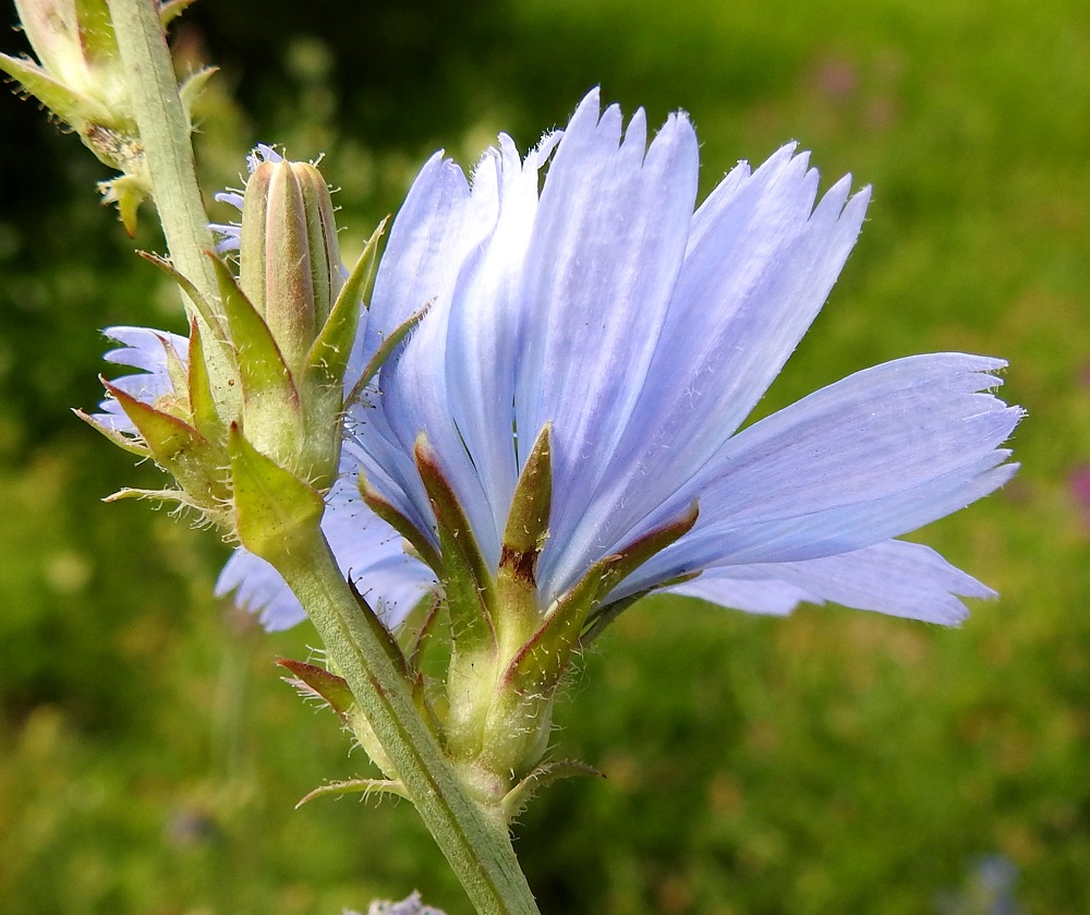 Cichorium intybus - (hyöty)sikurin mykerön ulommat kehtosuomut ovat lähinnä kapeanpuikeat, noin 5-7 mm pitkät ja leveimmältä kohtaa noin 2-4 mm leveät. Sisemmät kehtosuomut ovat lähes tasasoukat, suippokärkiset, noin 9-13 mm pitkät ja leveimmältä kohtaa noin 2-2,5 mm leveät. Kaikki kehtosuomut ovat vihreät tai laidoiltaan, kärjestään tai laajemminkin punertavat ja pitkävartisen nystykarvaiset. Vaikka mykeröt ovat usein perättömät, voi tarkkaan katsomalla havaita, että toisinaan niissä on lyhyt, enintään noin 3 mm pitkä perä. EH, Hämeenlinna, Keinusaari, radan ja Vanajaveden rannan välissä kulkevan ulkoilureitin laita ja rantaan laskeva laitapenger Varikonniemen tyven kohdalla, 10.7.2023. Copyright Hannu Kämäräinen.