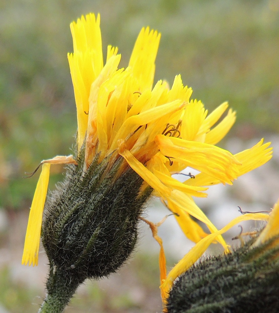 Hieracium sect. Subalpina - mustakeltanoiden kehtosuomut ovat lähinnä suikeat tai kapean kolmiomaiset, teräväksi kärjeksi suippenevat ja tummahkonvihreät tai mustanvihreät. Ne ovat vaihtelevasti mustan nystykarvaiset ja hapsikarvaiset. Hapsikarvat ovat noin 0,5-1,5 mm pitkät. Kehtosuomut ovat tavallisesti noin 6-12 mm pitkät ja leveimmältä kohtaa noin 1-1,5 mm leveät. Kuvassa mykerön vasemmassa laidassa riippuvasta kielikukasta näkyy hyvin sen rakenne. Kieliosan alapuolella on yleensä piilossa oleva tyviosa, joka on noin 3-5 mm pitkä. Yhtymäkohdasta työntyy esiin vartalo luottihaaroineen. EnL, Enontekiö, Kilpisjärvi, Mallan luonnonpuisto, Kalottireitin varsi Siilaskosken ja Mallalampien välillä, tunturikangas, 575 m mpy, 19.7.2013. Copyright Hannu Kämäräinen.