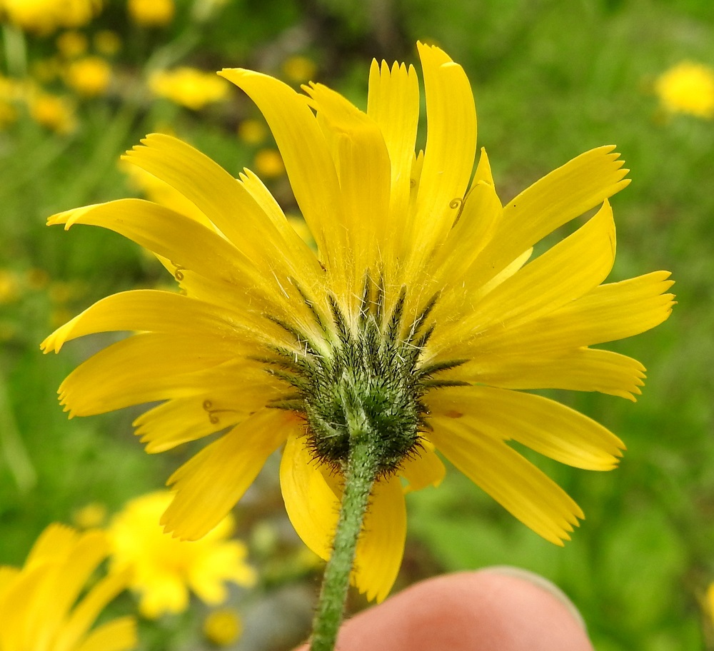 Hieracium sect. Hieracium - salokeltanoiden monikukkaisen mykerön uloimman kerroksen muodostavat pienet, kapeat ylälehdet eli kehtosuomut, jotka ympäröivät useana tiiviinä, lomittaisena ja erimittaisena rivinä varsinaista kukintoa. Kehtosuomut ovat lähinnä kapeanpuikeat tai kapean kolmiomaiset, suippokärkiset ja eriasteisen vihreät sekä tavallisesti noin 4-11 mm pitkät ja noin 1-1,5 mm leveät. EH, Hämeenlinna, Loimalahti, Hirsimäki, Vuokontien ja Kämmekäntien välinen metsäkaista, 25.6.2017. Kuvassa on korpinsalokeltano, H. distractum. Määrityksen on tehnyt näytteestä Alexander Sennikov 2025. Copyright Hannu Kämäräinen.