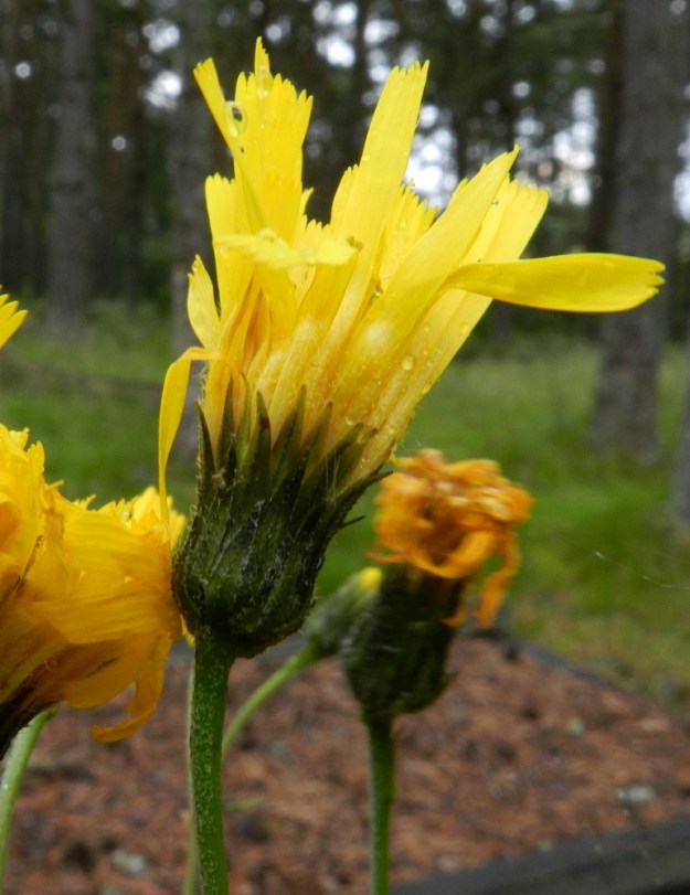 Hieracium sect. Tridentata - tankikeltanoiden kehtosuomut ovat lähinnä kapeanpuikeat tai kapean kolmiomaiset, suippokärkiset ja eriasteisen vihreät sekä tavallisesti noin 4-10 mm pitkät ja noin 1-2 mm leveät. V, Kemiönsaari, Hiittisten saaristo, Örö, keskiosa, tieuran varsi ja sotilaskotirakennuksen ympäristö, harva männikkö, 15.7.2012. Lajiryhmän määrityksen on tehnyt näytteestä Alexander Sennikov 2013. Copyright Hannu Kämäräinen.