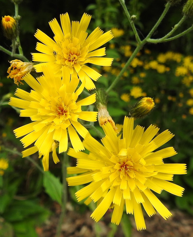 Hieracium sect. Vulgata - ahokeltanoiden kukintomykerö on avoimimmillaan tavallisesti noin 20-30 mm leveä ja avoinna vain päivän valoisana aikana. Mykerössä on lopulta noin 50-80 kaksineuvoista ja keltaista kielikukkaa, joiden kieli on lähes tasasoukka, kärjestään tylppä ja viisihampainen. Laitimmaiset kukat ovat pysyvästi sisempiä pitemmät. EH, Hämeenlinna, Luolaja, Aleksis Kiven kadun varsi Hieronvainion peltoalueen kohdalla, lepikon laide, 26.6.2018. Kuvassa on myyränahokeltano, H, subpellucidum, joka on kasvanut samalla paikalla ainakin 10 vuotta. Määrityksen on tehnyt samasta kasvustosta otetusta näytteestä Alexander Sennikov 2009. Copyright Hannu Kämäräinen.