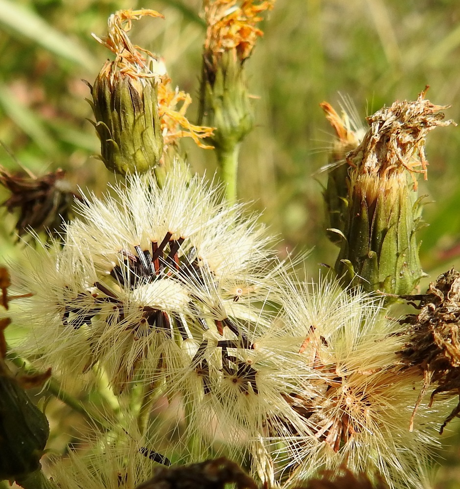 Hieracium umbellatum - sarjakeltanon mykerön uloimman kerroksen muodostavat pienet, kapeat ylälehdet eli kehtosuomut, jotka ympäröivät useana tiiviinä, lomittaisena ja erimittaisena rivinä varsinaista kukintoa. Kehtosuomut ovat lähinnä kapeanpuikeat tai kapean kolmiomaiset, suiposta kärjestään ulospäin siirottavat ja tummahkonvihreät tai edellisen kuvan tavoin mustanvihreät sekä kaljut tai hieman tähtikarvaiset. Ne ovat tavallisesti noin 4-11 mm pitkät ja noin 1-2 mm leveät. Kukinnan jälkeen mykerö painuu pysyvästi suppuun, kunnes hedelmistön kypsyttyä avautuu haiven- ja pähkyläpalloksi. EH, Hämeenlinna, Majalahti, Louhoksentien varren maanläjitysalue, itäosan tasattu laki, 15.8.2022. Copyright Hannu Kämäräinen.