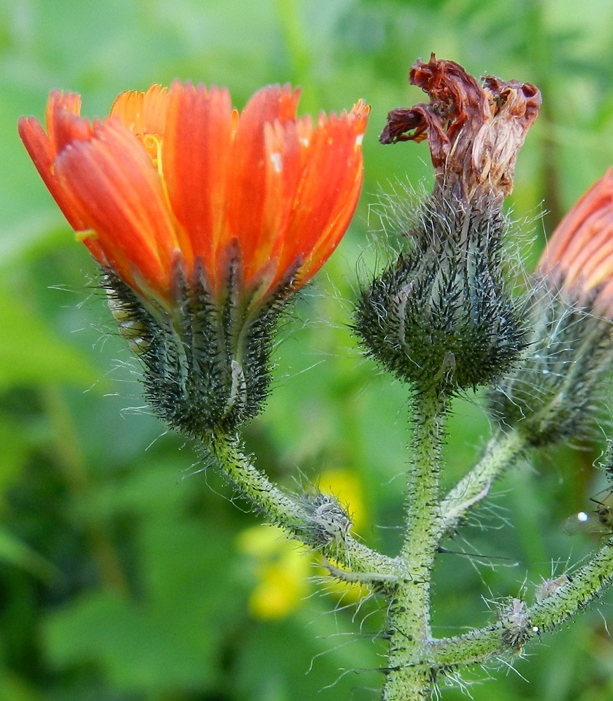 Pilosella aurantiaca - oranssivoikeltanon mykeröperä on useimmiten noin 3-10 mm pitkä, ja sen tyvellä on pieni, suomumainen tukilehti. Kukintohaarat ja mykeröperät tukilehtineen ovat varren yläosan tavoin hapsi-, nysty- ja tähtikarvaiset. Mykeröä ympäröivät pienet, kapeat ylälehdet eli kehtosuomut, jotka ovat yleensä kolmena sisäkkäisenä ja lomittaisena rivinä. Uloimmat kehtosuomut ovat kapean kolmiomaiset ja noin 3-5 mm pitkät. Sisimmät kehtosuomut ovat kapean kolmiomaiset, tasaisesti kärjeksi suippenevat ja noin 6-8(-9) mm pitkät. Kaikki kehtosuomut ovat useimmiten harmaanvihertävät, kärkiosastaan kalvoreunaiset ja toisinaan punertavat. Ne ovat tyveltään noin 1-1,5(-2) mm leveät sekä hapsi-, tähti- ja mustan nystykarvaiset. EH, Hämeenlinna, Sairio, Sairionranta, radanvarsiketo Vanajaveden rannassa, ulkoilureitin varressa, 29.6.2012. Copyright Hannu Kämäräinen.