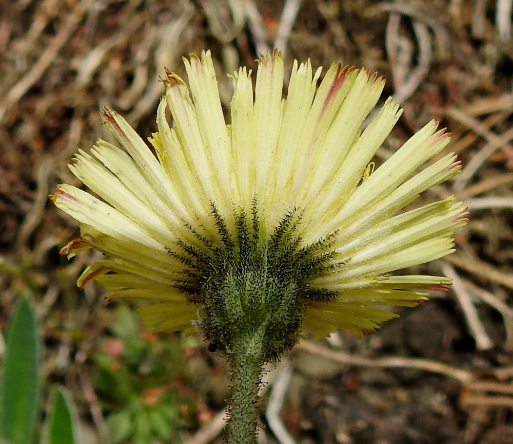 Pilosella Pilosellina -ryhmän - huopavoikeltanoiden mykerön uloimman kerroksen muodostavat pienet, kapeat ylälehdet eli kehtosuomut, jotka ympäröivät yleensä kolmena sisäkkäisenä ja lomittaisena rivinä varsinaista kukintoa. Kahden uloimman rivin kehtosuomut ovat lähinnä kapean kolmiomaiset ja noin 4-7 mm pitkät. Sisimmät kehtosuomut ovat kapean kolmiomaiset, teräväksi kärjeksi suippenevat ja noin 10-12 mm pitkät. Huopavoikeltanolla, P. officinarum, (kuvassa) kehtosuomut ovat tyveltään noin 1-1,5 mm leveät. Kehtosuomut ovat vihreät sekä hieman vaihtelevasti hapsi-, tähti- ja mustan nystykarvaiset. EH, Nokia, Sarpatti, Maatialanharjun (Sarpatinharjun) länsipää, Nokianvaltatiehen rajoittuva sorarinne, 12.6.2019. Copyright Hannu Kämäräinen.