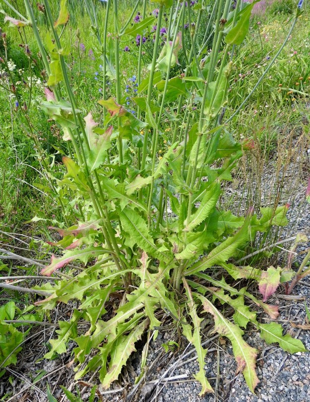 Cichorium intybus - (hyöty)sikurin varsilehdet ovat kierteisesti. Varren tyvi- ja alaosan lehdet ovat ruodilliset. Ruoti on siipipalteinen, laidoiltaan vaihtelevasti hampainen ja nirhainen sekä yleensä noin 2-6 cm pitkä. Ruodillisten lehtien yläpuolella lehdet muuttuvat ruodittomiksi. Lehtilapa on yleensä noin 3-25 cm pitkä ja leveimmältä kohtaa liuskatkin huomioiden noin 0,5-9 cm leveä. EH, Hämeenlinna, Keinusaari, radan ja Vanajaveden rannan välissä kulkevan ulkoilureitin laita ja rantaan laskeva laitapenger Varikonniemen tyven kohdalla, 10.7.2023. Copyright Hannu Kämäräinen.