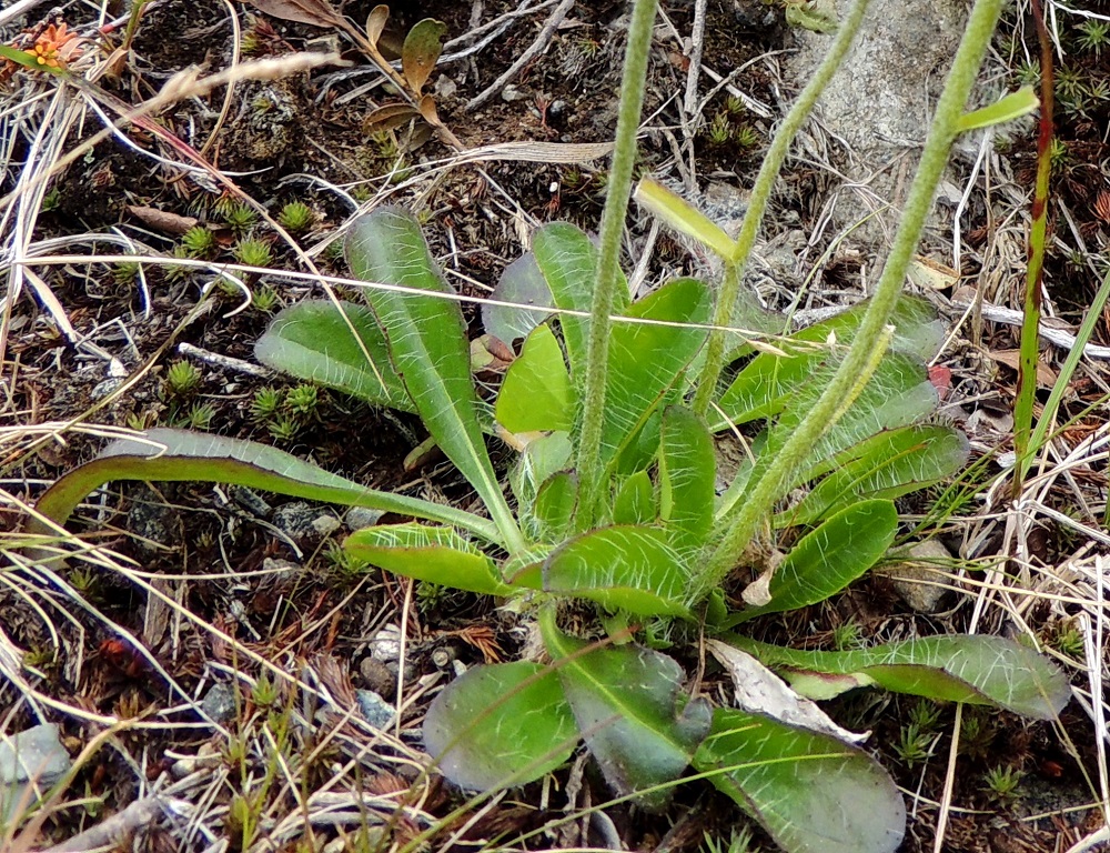 Hieracium alpinum - tunturikeltanon lehtilapa on ehytlaitainen tai harvakseen matala- ja pienihampainen. Eri yksilöiden lehdissä on jonkin verran karvoituseroja. Kuvassa olevissa ruusukelehdissä lehtien alapinta on vain hyvin niukasti hapsikarvainen. EnL, Enontekiö, Kilpisjärvi, Saanan pitkä ja loivahko luoteisrinne, tunturipaljakka laelle nousevan reitin länsipuolella, 680 m mpy, 17.7.2013. Copyright Hannu Kämäräinen.