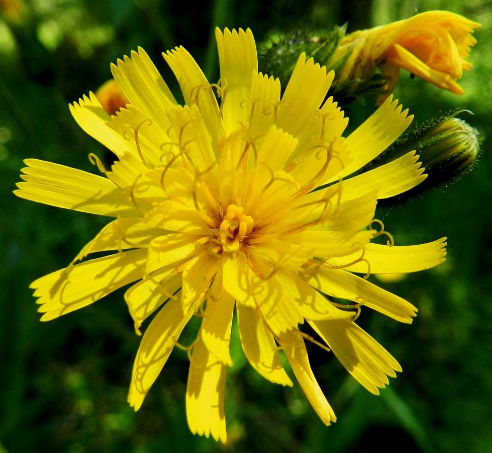 Hieracium sect. Vulgata - ahokeltanoiden mykerön kielikukkien kieliosa on lopulta yleensä noin 6-11 mm pitkä ja noin 2-3 mm leveä. Kukkien mykeröpohjukseen kiinnittynyt ja piiloon jäävä tyviosa on noin 2,5-3,5 mm pitkä. Kukissa on viisi hedettä, joiden keltaiset ja kapean tasasoukat ponnet ovat lieriömäisen yhdiskasvuisesti emin vartalon ympärillä. Emiö on yksivartaloinen ja keltaiselta tai tummalta luotiltaan kaksiliuskainen. Vartalo luotteineen ja ponsilieriöineen nousee näkyville teriön kielen yläpuolelle. Kuvan mykerössä on hieman yli 50 kielikukkaa, joista keskimmäiset ovat vielä nuppuisia. EH, Hämeenlinna, Hangasmäki, Kankaistenjärven pohjoispää, Hangastöllintien varsi, metsän reuna pienen, kesannolla olevan peltolaikun laiteessa, 5.7.2012. Kuvassa on haka-ahokeltano, H. incurrens. Määrityksen on tehnyt näytteestä Alexander Sennikov 2013. Copyright Hannu Kämäräinen.