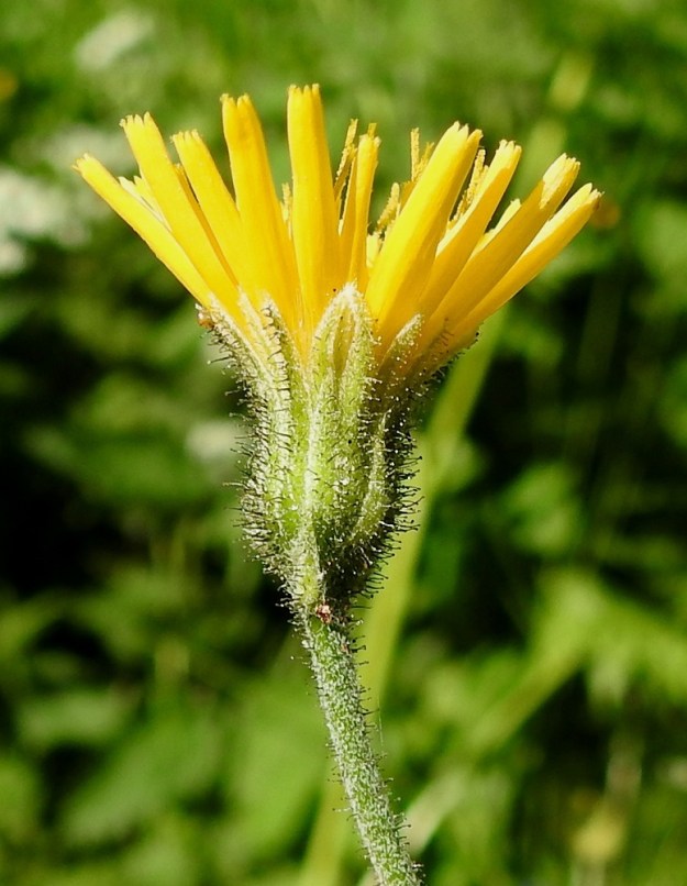Hieracium sect. Hieracium - salokeltanoiden mykerön kehtosuomut ovat lajistakin riippuen mustan ja aika pitkävartisen nystykarvaiset tai eri yhdistelminä sekä runsaudeltaan vaihdellen myös hapsi- ja/tai tähtikarvaiset. Kehdon karvoitus on kaiken kaikkiaan hyvin olennainen ryhmän lajeja määrittävä tekijä. Kuvassa olevan hjeltinsalokeltanon, H. hjeltii, kehtosuomuista puuttuvat hapsikarvat. Lisäksi suomujen laidat ovat vanukkeiset. Mykeröperän karvoitus on usein samantyyppinen kuin kehtosuomuissa. Hjeltinsalokeltanon mykeröperässä on nystykarvoja ja runsaasti tähtikarvoja. V, Vihti, Salmi, Salmen ulkoilualue, Paratiisi, alueen P-paikalta jyrkästi nousevan, kallioisen mäkialueen alarinne, 27.6.2022. Määrityksen on varmistanut kuvista Alexander Sennikov 2025. Copyright Hannu Kämäräinen.