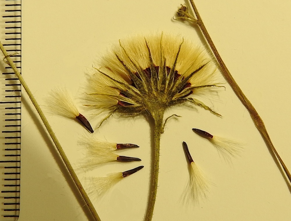 Hieracium sect. Oreadea - kalliokeltanoiden mykerö avautuu hedelmistön kypsyttyä haiven- ja pähkyläpalloksi. Pähkylä on lähes lieriömäisen tasapaksu tai hieman kärkeä kohti levenevä, 10-13-harjuinen ja punaruskea tai lähes mustanruskea. Se on tavallisesti noin 3-4,5 mm pitkä ja noin 0,6-1 mm leveä. Sen kärjessä on harmaanvalkoinen tai hieman kellanruskehtava, varreton ja hapsihaiveninen sekä noin 6-9 mm pitkä pappus eli verhiön muutunnainen. U, Tammisaari, nyk. Raasepori, Snappertuna, Antby, maantien 1050 varsi juuri ennen Inkoon rajaa, louhittu kivikkorinne, 17.6.2007. Ryhmämäärityksen on tehnyt näytteestä Alexander Sennikov 2009. Kuva näytteestä, copyright Hannu Kämäräinen.