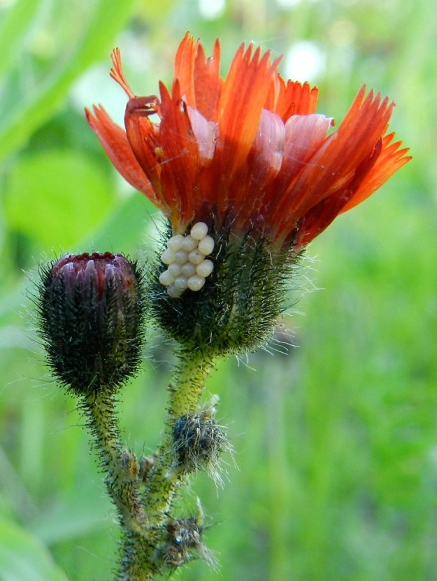 Pilosella aurantiaca - oranssivoikeltanon kehtosuomujen jäykkä karvoitus tarjoaa oivallisen kiinnitys- ja tukirakenteen myös luteiden munille, joiden kannet odottavat avautumistaan ja nymfien esiin ryömimistä. EH, Hämeenlinna, Sairio, Sairionranta, radanvarsiketo Vanajaveden rannassa, ulkoilureitin varressa, 29.6.2012. Copyright Hannu Kämäräinen.