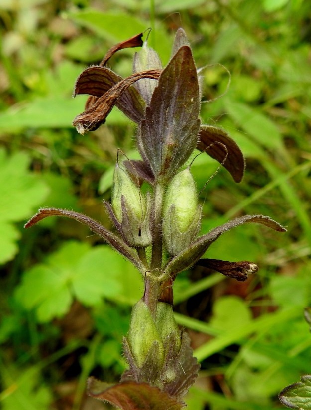 Bartsia alpina - punakon pölytys onnistuu yleensä hyvin, ja lähes kaikista kukista kehittyy siemenkota. Verhiö erottuu muusta kukasta parhaiten hedelmävaiheessa. Se on sinipunainen tai vihreän ja sinipunaisen kirjava, kellomainen, kärjestään neliliuskainen ja tavallisesti noin 7-9 mm pitkä. Kärkiliuskat ovat kolmiomaiset, ja niiden osuus verhiön pituudesta on useimmiten noin 3-4 mm. EnL, Enontekiö, Kilpisjärvi, Saanan lounainen alarinne lehtojensuojelualueen kaakkoispuolella, Käsivarrentieltä (tie 21) loivasti Saanaa kohti nouseva tunturikoivikkorinne, n. 500 m mpy, 16.7.2023. Copyright Hannu Kämäräinen.