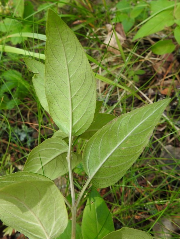Lysimachia ciliata - ripsialven lehtilapa on alta lähinnä harmaanvihreä. Ruoti on yleensä noin 0,5-2,5 cm pitkä ja lyhimmillään varren latvassa. 13.7.2024. Copyright Hannu Kämäräinen.