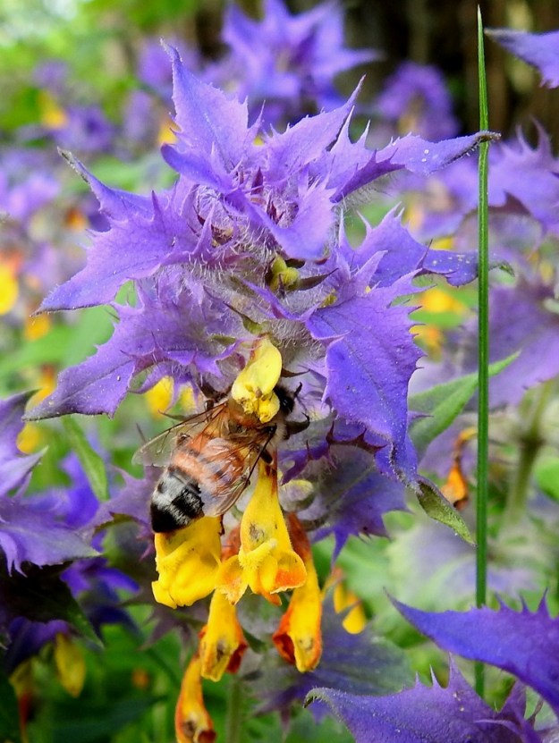 Melampyrum nemorosum - lehtomaitikan teriöltään ahtaita ja pitkätorvisia kukkia kykenevät pölyttämään lähinnä vain ne kimalaislajit, joiden imukärsä on siihen riittävän pitkä. Monet muut hyönteiset, kuten kuvan tarhamehiläinen, Apis mellifera, toimivat suoraviivaisemmin tunkeutumalla teriön tyven läpi suoraan mesilähteelle. Tällainen mesiryöstö on kasvin kannalta hyödytöntä. A, Finström, Pålsböle, Markusbölefjärdenin pohjoispuolella oleva Prästgårdsnäsetin luonnonsuojelualue, keskiosa, 20.6.2023. Copyright Hannu Kämäräinen.