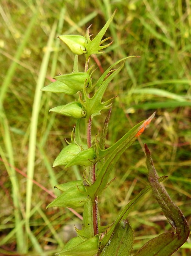 Melampyrum pratense - kangasmaitikan tulevaisuus yksivuotisena lajina riippuu täysin siementuotannon onnistumisesta. Teriöiltään ahtaita ja pitkätorvisia kukkia kykenevät pölyttämään lähinnä vain kimalaiset. Jos ulkopuolisia pölyttäjiä ei ole riittävästi, tiiviin ylähuulihupun sisällä tapahtuu itsepölytys. Se viimeistään varmistaa, että lähes kaikista kukista kehittyy siemenkota. EH, Hämeenlinna, Lammi, Evo, Padasjoentien (tie 53) laitametsä Opistotien risteyksen lounaispuolella, 9.7.2023. Copyright Hannu Kämäräinen.