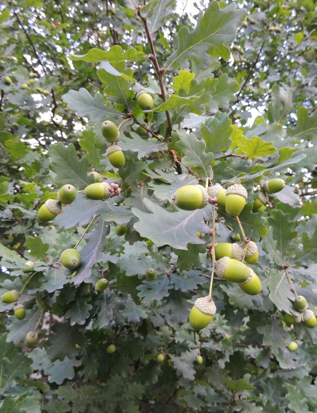 Quercus robur - metsätammen hedelmä on kova pähkinä, jota kutsutaan tammenterhoksi. Tuulipölytteinen puu ei tarvitse eläinperäistä apua lisääntymiseensä. Sen sijaan terhojen levittämisessä ei kovastakaan tuulesta ole mitään hyötyä. Apuun tarvitaan siipiä ja vikkeliä jalkoja. Terhopähkinät ovat oivallisia ravintopakkauksia erityisesti oraville, närhille ja pähkinähakeille sekä myyrille ja hiirille. Ravintoa haaliessa ja varastoitaessa aina osa terhoista tippuu kuljetuksen aikana ja jää maastokätköihin. Näin ravinnon luovutuksen vastineeksi tammi saa uusia mahdollisia kasvupaikkoja. EH, Hämeenlinna, Loimalahti, metsän laide ulkoilureitin varressa, lähellä Alajärveä ja sen uimaranta-aluetta, luontaisesti levinnyt puuyksilö, 7.9.2014. Copyright Hannu Kämäräinen.