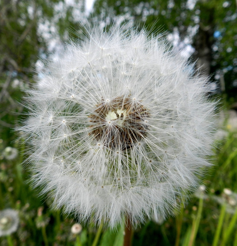 Taraxacum sect. Taraxacum - rikkavoikukkien täydellisen pyöreä haiven- ja pähkyläpallo on koristeellinen mutta hyvin helposti hajoava rakenne. Varmasti suurin osa suomalaisista on ainakin kerran puhaltanut pallon "pähkyläliitovarjot" matkaan ja seurannut niiden etenemistä ilmavirran mukana. EH, Hämeenlinna, Vuorentaka, Hämeen Härkätien (tie 2855) varren laaja peltoaukeama, Hakamäen tilalle johtavan pikkutien risteyksen kulmaus, 6.6.2012. Copyright Hannu Kämäräinen.